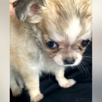 生後２ヶ月のあどけない赤ちゃん犬→すくすく成長した結果…衝撃の『ヤンキーフェイス』になった光景に「アウトロー系で草」「面構えがｗ」と爆笑