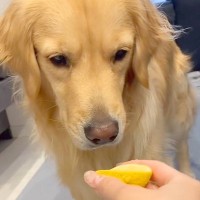 『大型犬にレモンを舐めさせた』結果→前まで喜んでいたのに…面白すぎる『まさかの顔芸』に「アプリのフィルターにありそうｗ」「可愛い」の声