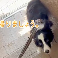 『無理です。帰りましょう。』注射のために動物病院に来た犬…待合室でみせた『切なすぎる光景』が29万再生「賢いが故に…」「気持ち分かる」