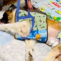 寝たきり介護の超大型犬が『立ち上がりたい』と願った結果…涙が止まらない『6ヵ月ぶりの景色』が7万再生「家族みんな素敵すぎ」「感動」