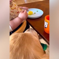 野菜を食べている1歳の赤ちゃん→大型犬が近づいて…共犯の証拠を捉えた『まさかの光景』に爆笑「どんだけ可愛いのｗ」「バレちゃったね」の声