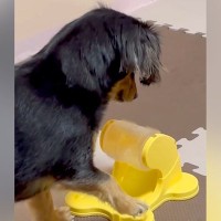 『回すとごはんが出るオモチャ』で遊ぶ犬…あまりにも『プロすぎる手つき』がジワジワくると297万再生「何度も見ちゃうｗ」「スロットで草」