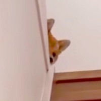 夜、家族が寝静まった時間に帰宅→熟睡していたはずの犬が…あまりにも愛おしい『おかえりなさい』が17万再生「優しい」「ヒコーキ耳可愛すぎ」