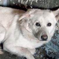 『牧場に住み着いていた野犬』の処分が決定→保護した結果…想像できなかった『11年後の光景』が18万再生「涙出てきた」「顔の変化がすごい」