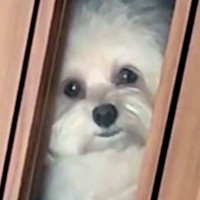 犬が廊下にいるのに、うっかりドアを閉めてしまった結果…思った以上にすごい『無言の圧をかける様子』が181万再生「なんで閉めた？って顔ｗ」