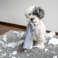 犬が『部屋を荒らしてしまう』理由3つ　散らかす原因から飼い主がすべき対処法まで解説