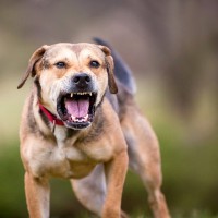 犬が急に『攻撃的』になるときの理由6つ　豹変した原因から飼い主がすべき対処法まで