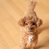 愛犬が飼い主に『つきまとう』心理4つ　後ろから離れない理由から注意すべきことまで