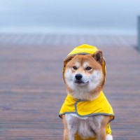 犬に『レインコート』は着せたほうがいい？得られるメリットや拒否する時の対処法まで