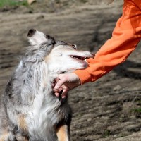 犬の『噛み癖』どうすれば治る？噛んでしまう理由からやめさせるための改善策まで