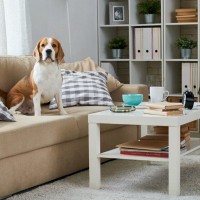 犬に苦痛を与える『居住環境』7選　あなたの部屋は大丈夫？無意識に愛犬を苦しめていることも…
