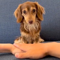『犬と手を重ねるチャレンジ』に挑戦→まさかの『予想外すぎる行動』が反則級の可愛さだと34万再生「かわいさ満点」「天才かもしれない」と絶賛