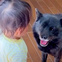 3歳の女の子を『本気で叱った』結果→見ていた犬が…もはや人間のような『一生懸命すぎる行動』に21万再生の反響「ステキ」「気遣い上手」