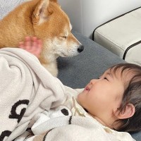 １歳の女の子が『ワンコと一緒にお昼寝したい』と言っていたら…あまりにも尊い『お誘いに乗ってあげる光景』が30万再生「愛が詰まってる」の声
