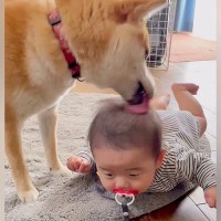 柴犬が暮らす家に『赤ちゃんが生まれた』結果→スクスクと育って…思わず涙がでる『3年後の光景』が98万再生「素敵すぎる」「泣けた」と絶賛