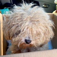 『ブリーダーの売れ残り品』だったボサボサの犬を保護…１年後→見違えるほど『別犬に生まれ変わった光景』に感動「幸せ」「本当に良かった」の声