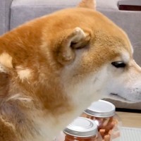 『体のどこに隠し持ってたんだ…』犬に換毛期が訪れた結果→衝撃的な『理不尽すぎる抜け毛』に大反響「癖になる」「むしりたい」と84万再生