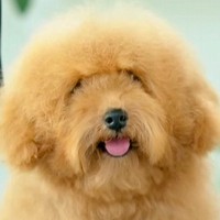 毛がもさもさになってしまった犬を『初トリミング』した結果…大変身を遂げた『ビフォーアフター』が3万再生「可愛すぎる」「癒された」の声