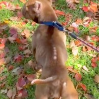 飼育放棄されボロボロガリガリな犬→『絶対に幸せにする』と誓った結果…「涙止まらん」「ありがとう」本当の家族と出会った光景が71万再生