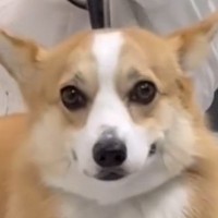 サロンでお手入れ中の退屈そうな犬→飼い主を発見した瞬間…100点満点な『尊すぎる表情』が57万再生「つられて笑顔になった」「可愛すぎ」