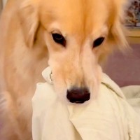洗濯物を干しに行っていたら、昼寝から起きた大型犬が…まさかの理由で『ブチギレる光景』が8万再生「尊い」「イライラしてるの可愛い」と絶賛