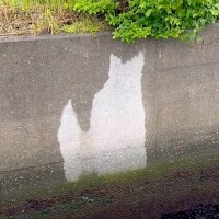 愛犬を亡くし、塞ぎ込んでいたら…散歩中に見つけた『衝撃的な光景』が283万再生　まるで見守ってくれているかのような奇跡の出来事に感動