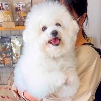 トリマーに犬をあずけた後『車に乗る前に振り返ってみて』と言われ…離れたくなくなる『まさかの行動』が307万再生「泣けちゃう」「健気すぎ」