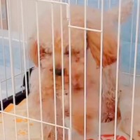 『持病のある5歳の繁殖犬』をお迎え→2年が経過した結果…想像もできなかった『幸せな光景』に「たくさんチャレンジしてて偉い」と絶賛の声