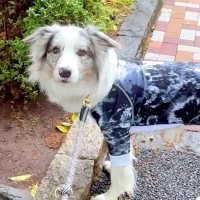 お父さんと散歩中、公園の異変に気付いた犬→『お水ないね』と問いかけたら…まさかの行動が39万再生「犬卒業したのかな」「天才過ぎる」と驚き