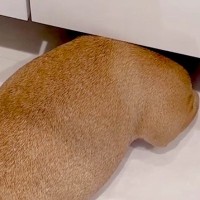 犬の姿が見当たらず、家中を探し回った結果…『想像もしなかった姿』で発見される光景が9万再生「可愛すぎて反則ｗ」「七面鳥で草」と絶賛の声