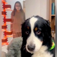 大型犬の背後に『マスクをしてこっそり忍び寄るドッキリ』をした結果…もはや人間？『コントのような反応』に爆笑「表情がｗ」「可愛い」と反響