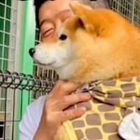 動物園で初めて『トラ』を見た犬→お父さんに抱っこしてもらっているのに…まるで人間の子供のような反応が42万再生「怖いねｗ」「微笑ましい」