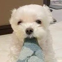 夫婦で『犬を子どもと同じように育てた』結果…まるで中身が人間のような行動が31万再生「ずっと待ってるの健気」「本当に愛おしい」と大絶賛