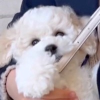 生後2ヵ月の『小型犬の赤ちゃん』をお迎え…約1年後→思わず驚く『ビッグに成長したビフォーアフター』に「デカいモフモフ」「可愛すぎる」の声