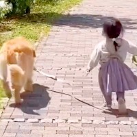 赤ちゃんの頃から大型犬たちと一緒に育ってきた女の子…涙が出るほど尊い『6年間の軌跡』が5万再生　絆感じる数々の光景に思わず感動
