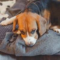 犬にとって『ストレス』になるNGお世話5選　飼い主の間違った行為が逆効果となることも…