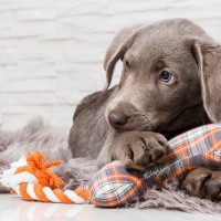 犬を熱中させる『おもちゃ』5つ　愛犬を虜にする理由や安全を守る選び方まで