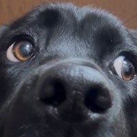 玄関にいた大型犬→声をかけた結果…絶対に何かをした『アニメのような表情』に3万いいね「分かりやす過ぎるｗ」「やらかした顔で草」と爆笑