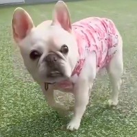 『犬がパパとママどっちに向かってくるか』勝負をした結果…絶対に勝ちたいパパが取った『せこすぎる秘策』が105万再生「目輝いてるｗ」と爆笑