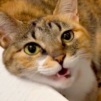 猫のことが大好きすぎる犬→お顔をパクリと食べてしまい…？衝撃的な『愛情表現』が55万表示「丸ごと食べちゃうの笑った」「私もするｗ」の声