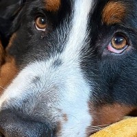 『大の写真を撮ると、なぜか目線がズレている』のは…あまりにも愛おしい『納得の理由』に3万2000いいね「本当だ…泣ける」と絶賛の声