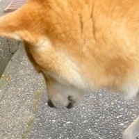 『君がいなかったら気付かなかった』散歩中、ふと立ち止まった犬の足元に…優しくて尊い光景が207万表示「小さな幸せ」「素敵」と絶賛の声