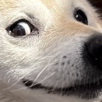 何気なく犬の写真を撮った結果→奇跡的に撮れた『アニメのような表情』が46万表示「キーホルダーにしたいレベル」「耳どこいったｗ」と爆笑