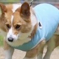 『カッコよく走っている犬』かと思ったら…よくよく見てみると→想定と違いすぎる光景に3万いいね集まる「本当だ、騙されたｗ」「鉄棒で草」