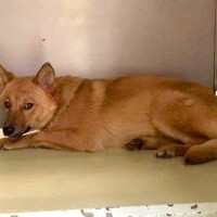 『人間への信頼を完全に失った野犬』を飼った結果…保護当時では考えられない『あきらかな表情の変化』が233万再生「心が温まった」と感動