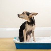 犬の嘔吐や下痢『危険な症状』5選　深刻な病気のサインや見極め方まで