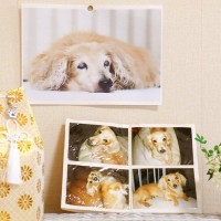 犬は「他の犬の死」を理解する？多頭飼いで亡くなった場合のケアとは？