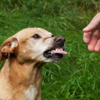 犬が『人を好き嫌い』するときの4つの心理　好みが分かれる理由から仲良くなるためのコツまで