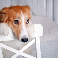 犬に『言ってはいけないNGワード』5選　愛犬を悲しませるネガティブな言葉やかけるべきフレーズまで