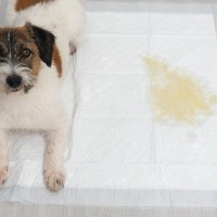 犬の『排泄物』からわかる体調のコンディションとは？ウンチやおしっこの状態で見るべきポイントまで